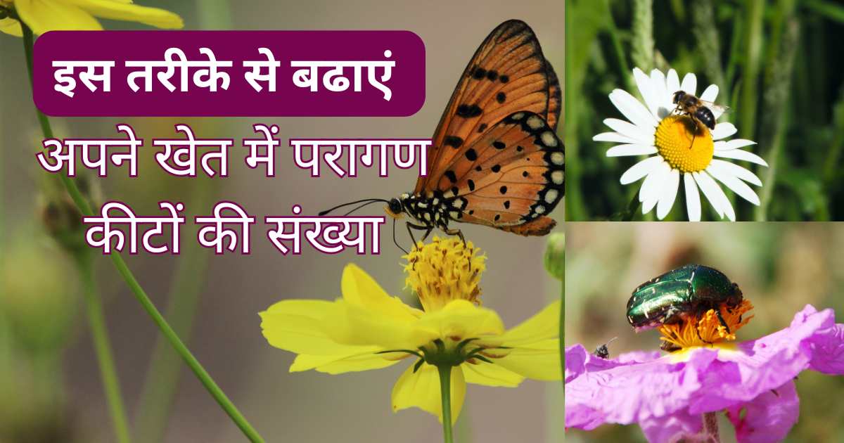 Pollination methods in plants