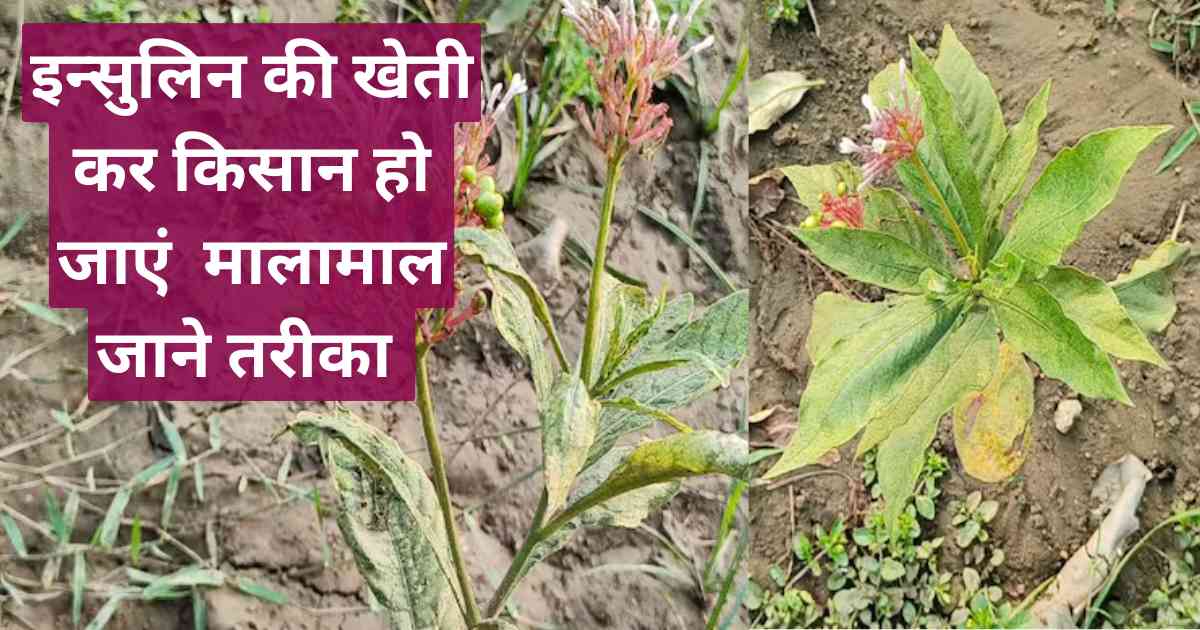 Insulin Farming