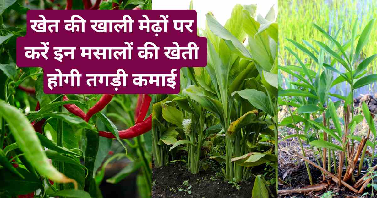 Medhon par Masala ki kheti