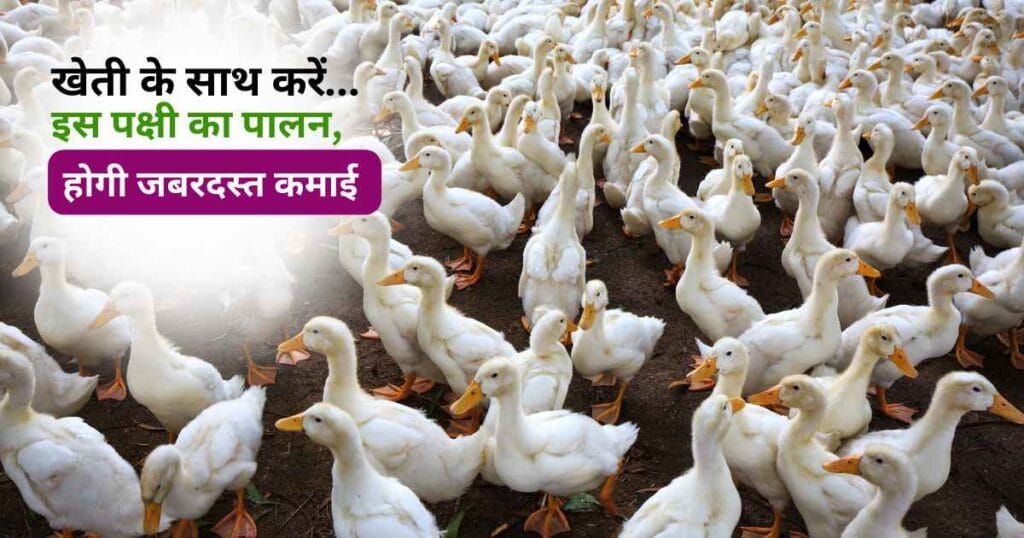 Duck Farming