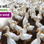 Duck Farming