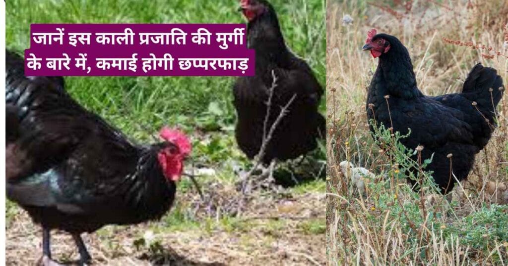 Black Australorp murgi Palan