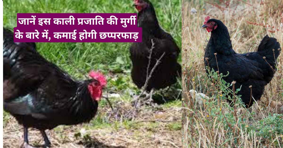 Black Australorp murgi Palan