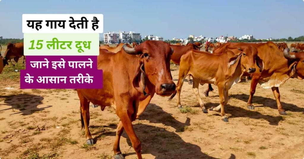 Red sindhi Cattle