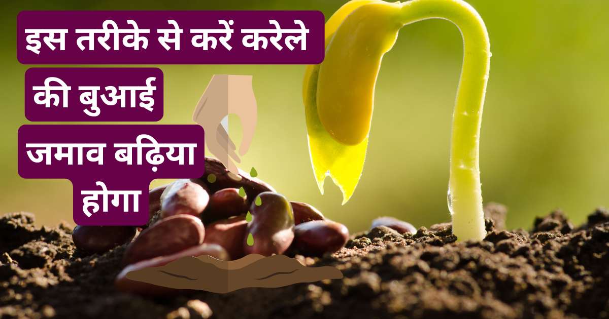 How do you germinate gourd seeds fast ?