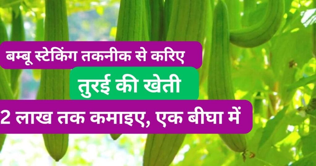 बैंबू स्टेकिंग तकनीक से करें तोरई की खेती, एक बीघा में कमाइए 2 लाख