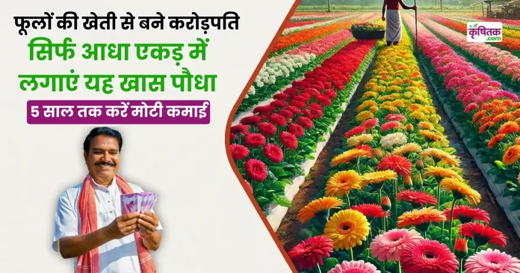 Gerbera Cultivation