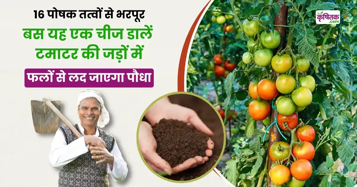 Tomato Farming Tips