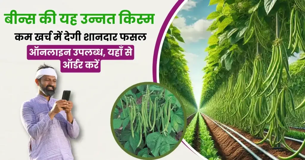 Beans Farming Kohinoor Variety
