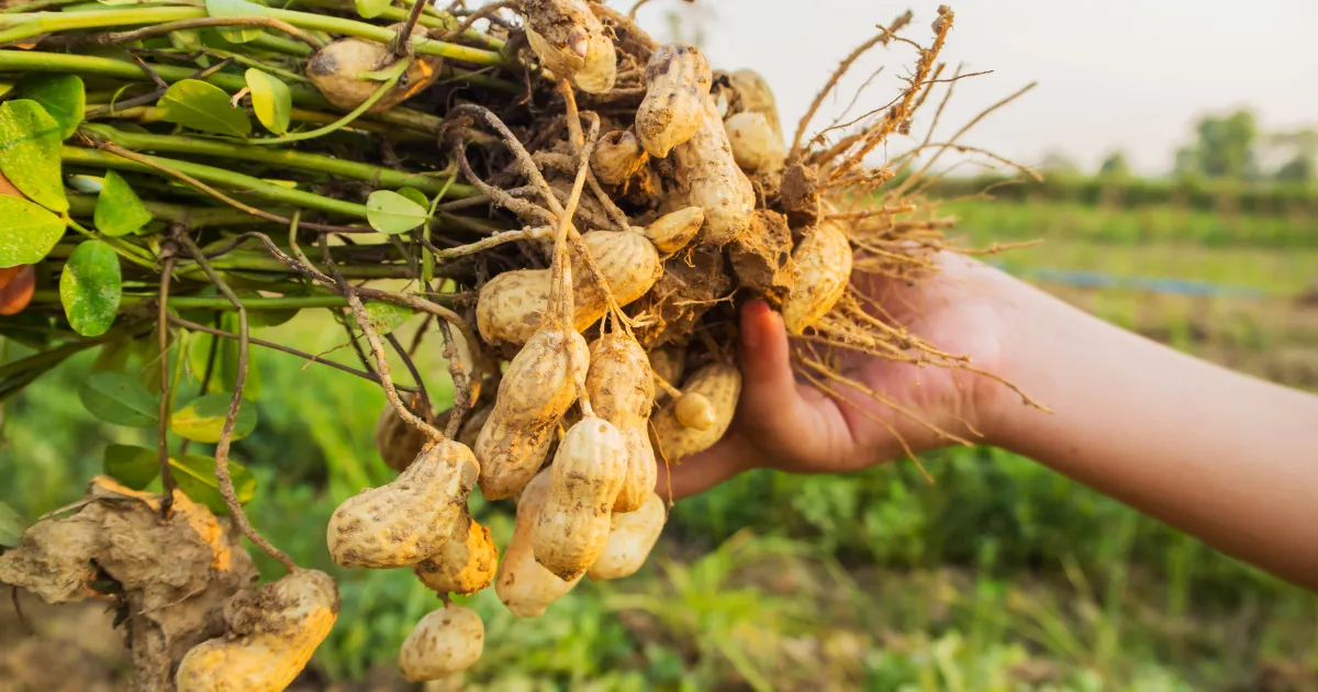 Peanut oil price increased by 5-10 rupees know market price and latest update