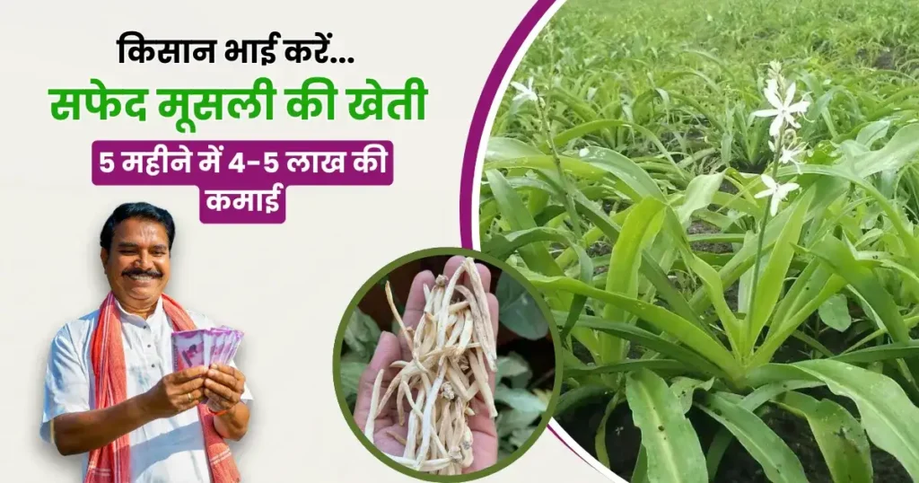 Safed Musli ki kheti in Hindi