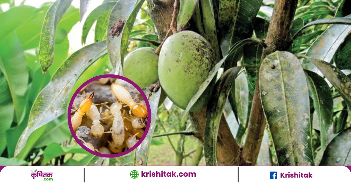 Dimak Ko kaise Hatayein