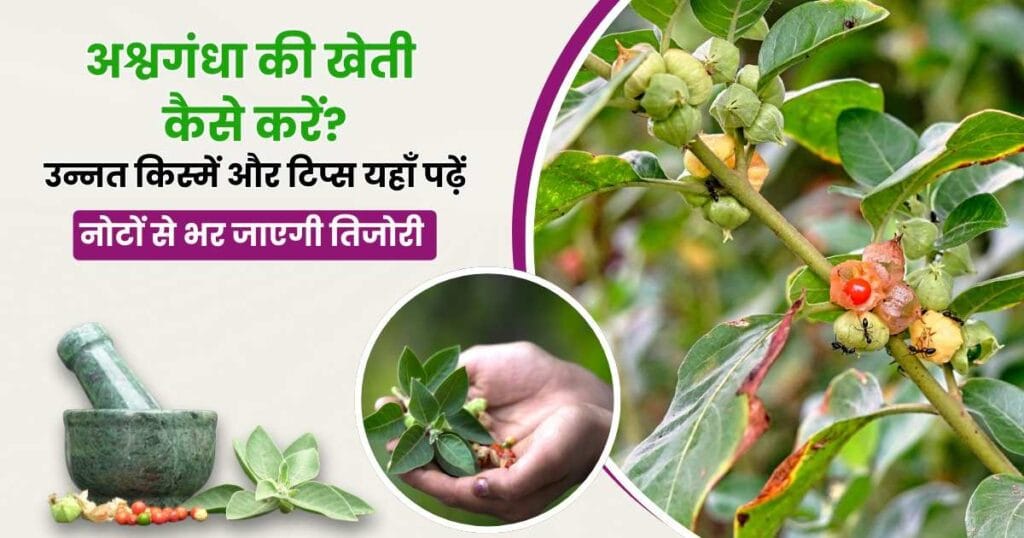 Ashwagandha ki kheti In Hindi