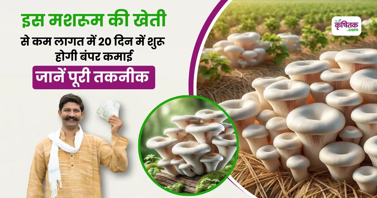 Oyster Mushroom Cultivation