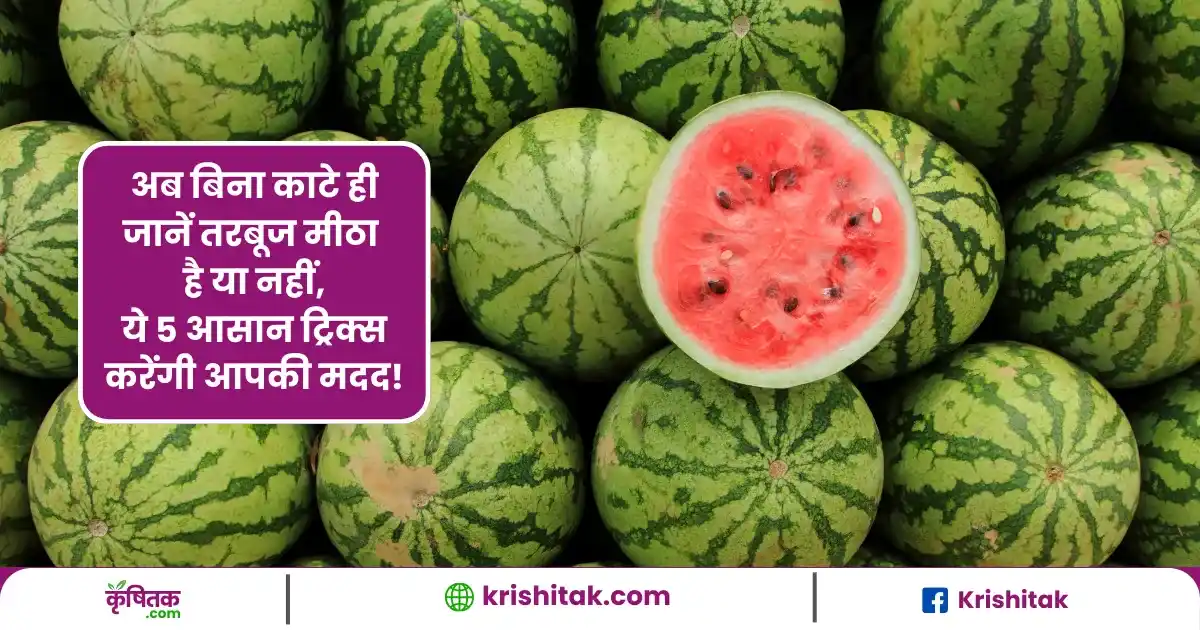 तरबूज मीठा निकलेगा या फीका? बिना काटे पहचानने के ये 5 जबरदस्त टिप्स आजमाएं!
