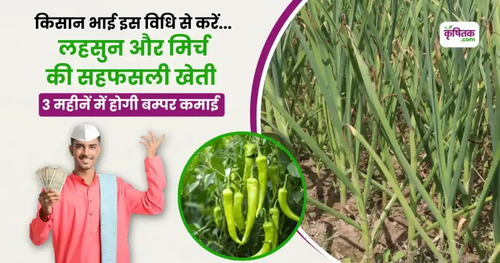 Intercropping Garlic Chili farming Tips