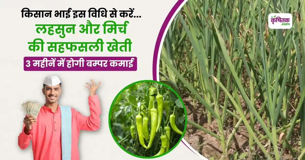 Intercropping Garlic Chili farming Tips