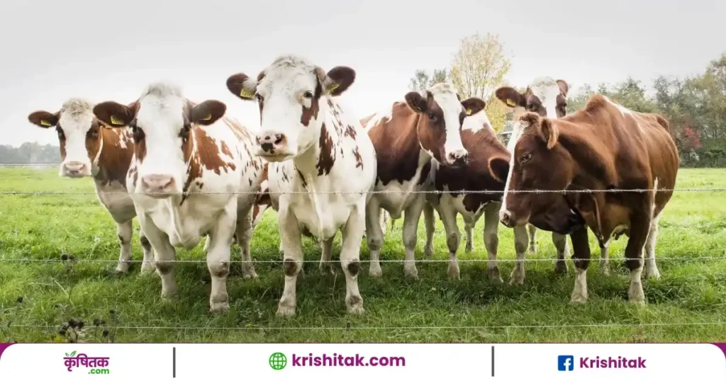 Milk Production Tips