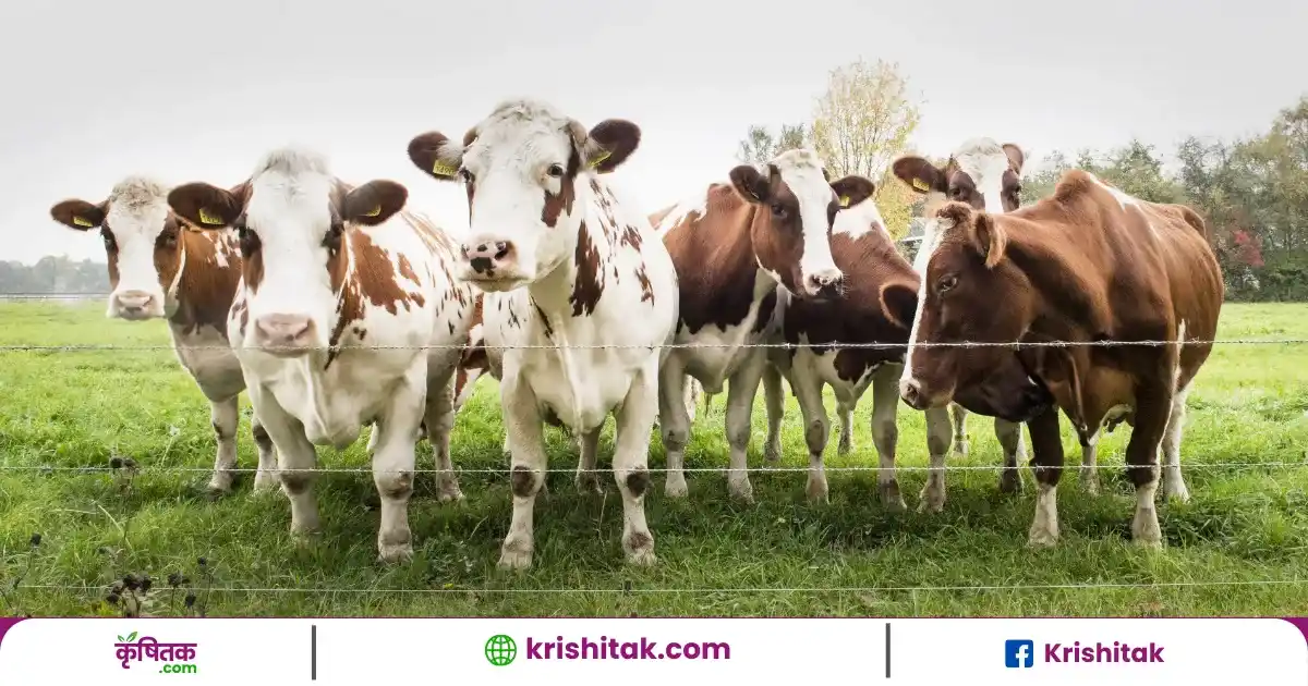 Milk Production Tips