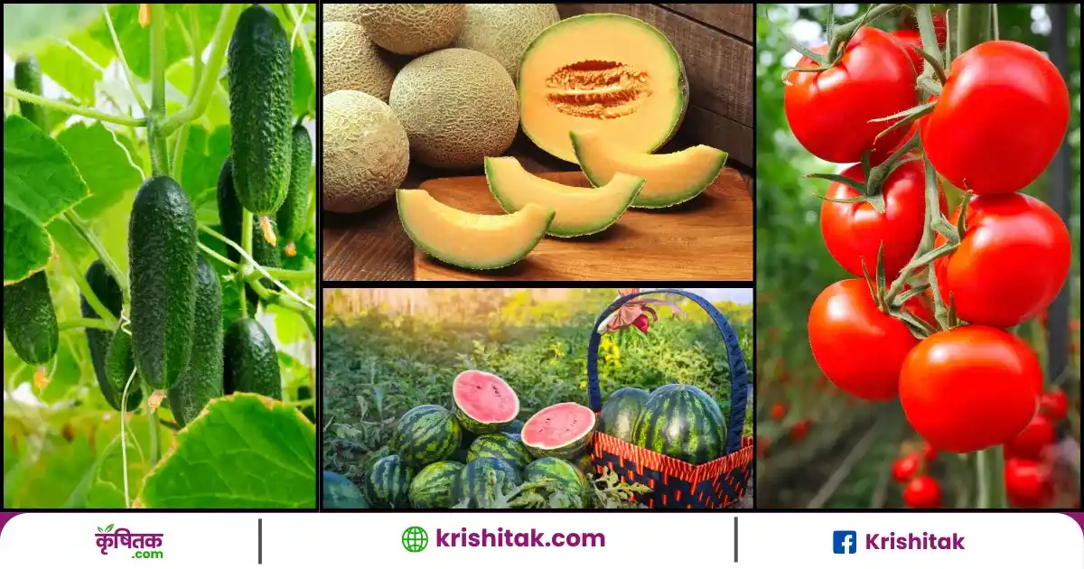 Save your Zayed crops from pest attacks with these simple and proven tips