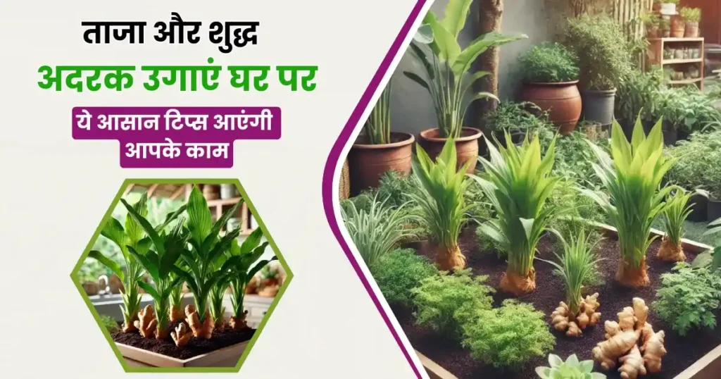 Grow Ginger at Home