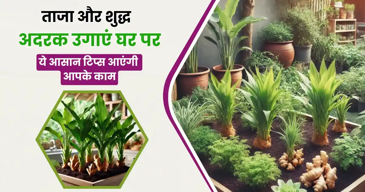 Grow Ginger at Home