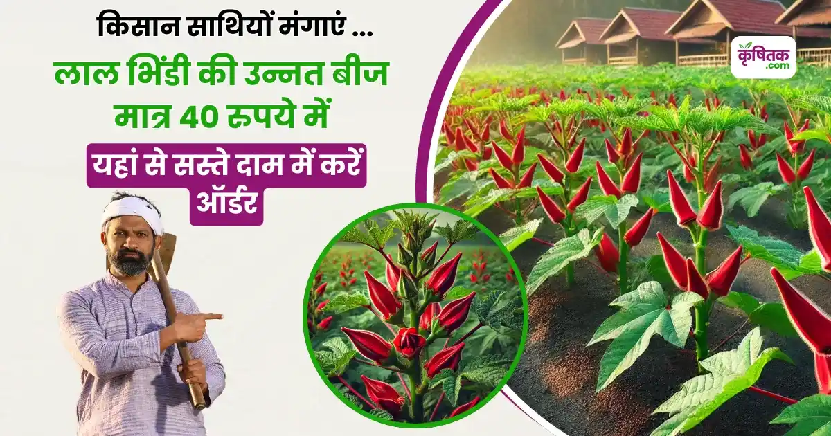 Red ladyfinger Kashi Lalima Variety