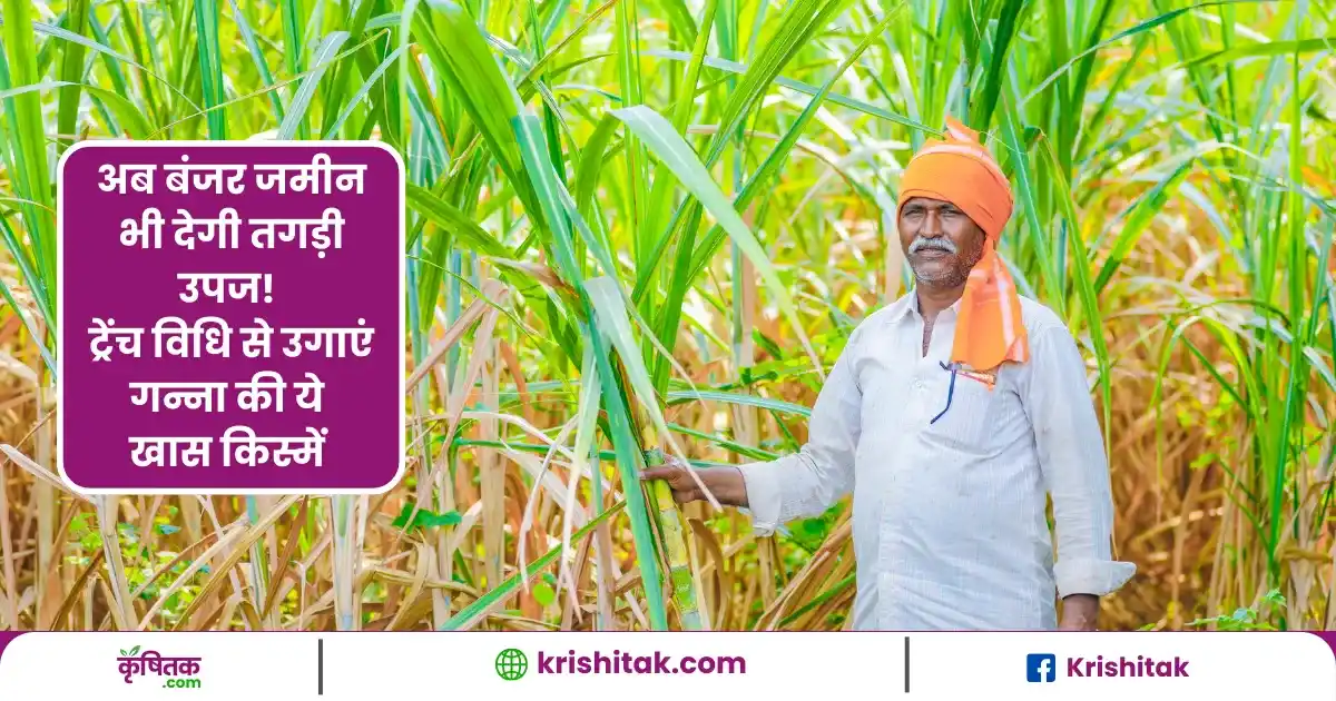 Sugarcane Farming Tips