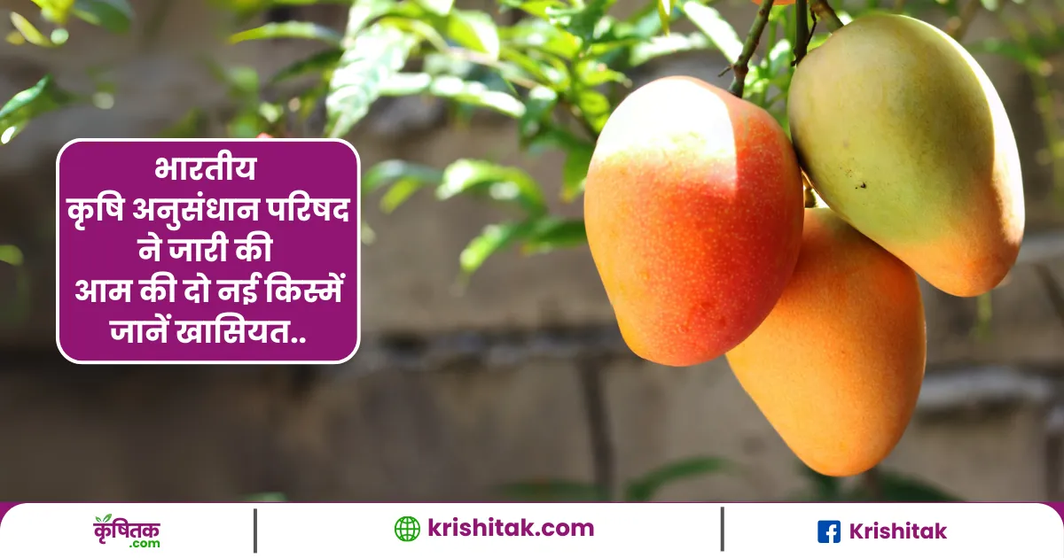 CISH released two new varieties of mango