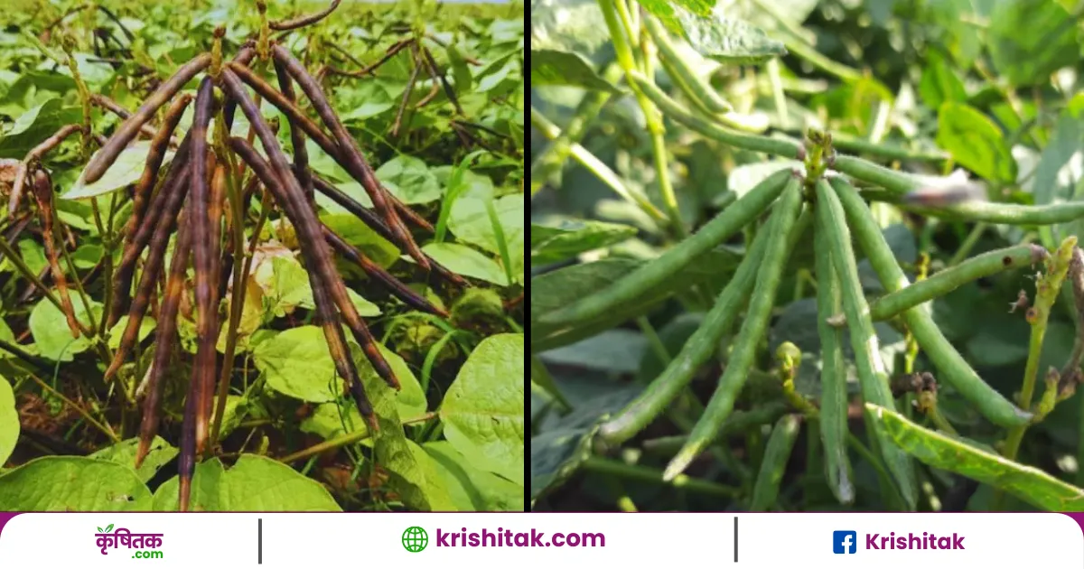 Sowing of moong