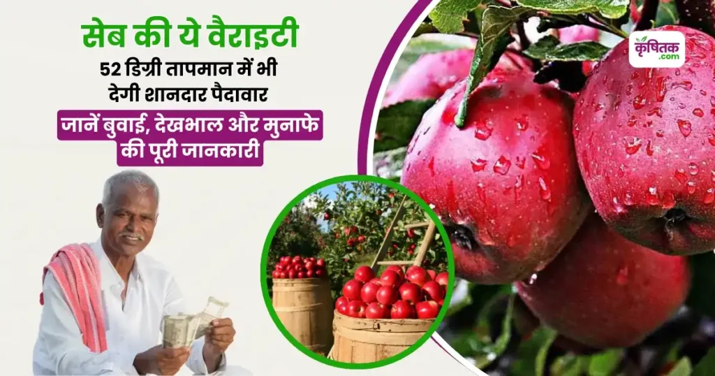 New Apple Variety HRMN-99 Farming