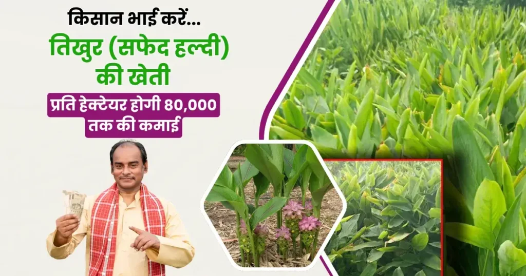 Tikhur ki Kheti In Hindi
