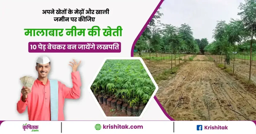 Malabar Neem Ki Kheti Tips