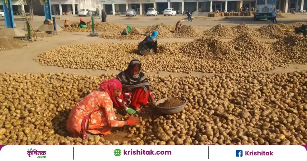 Potato Mandi Price Today