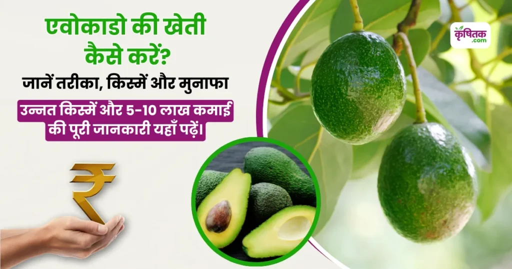 Avocado Ki Kheti Kaise Karen