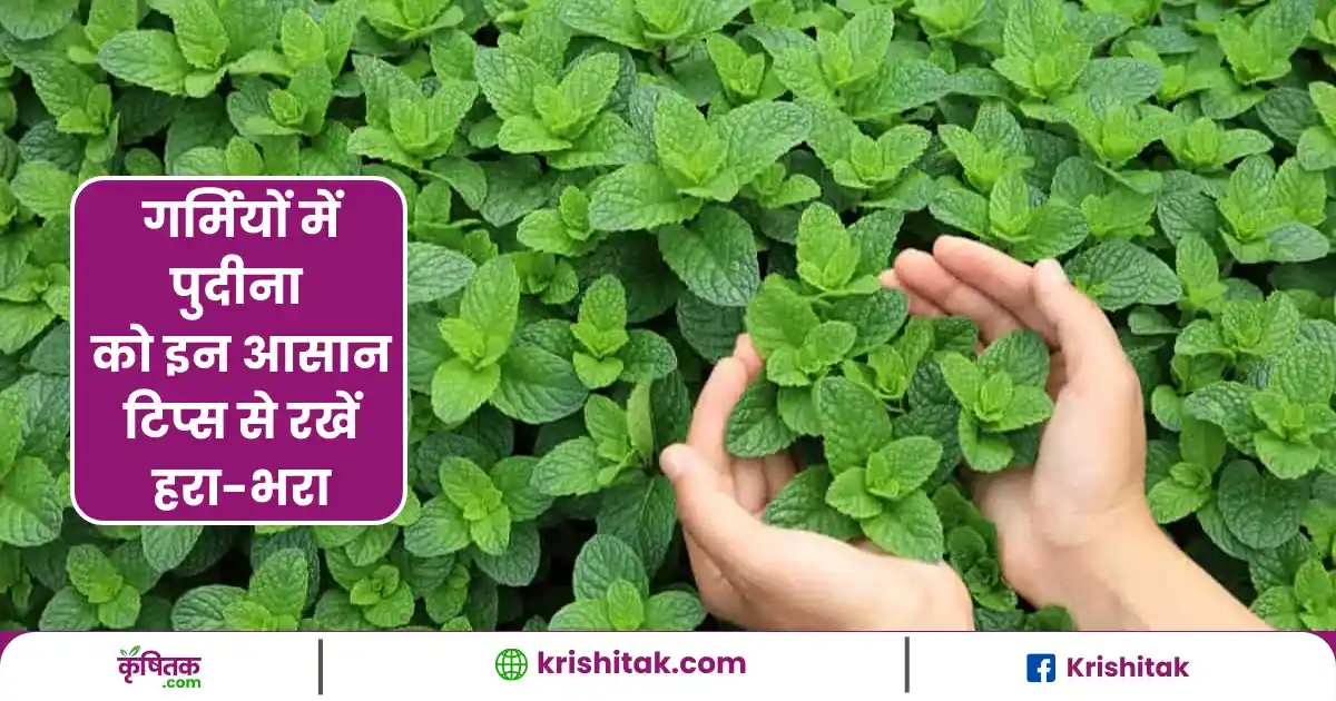 Mint Plant Care Tips In Summer