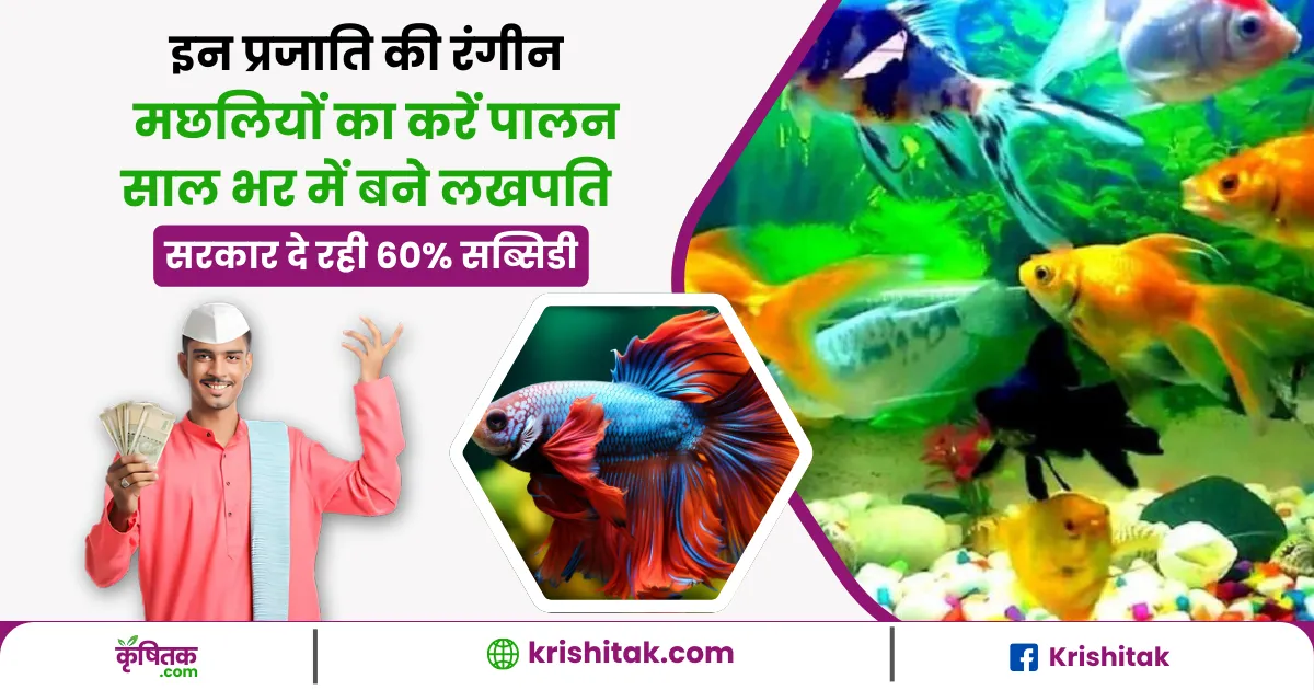 Colourful fish farming