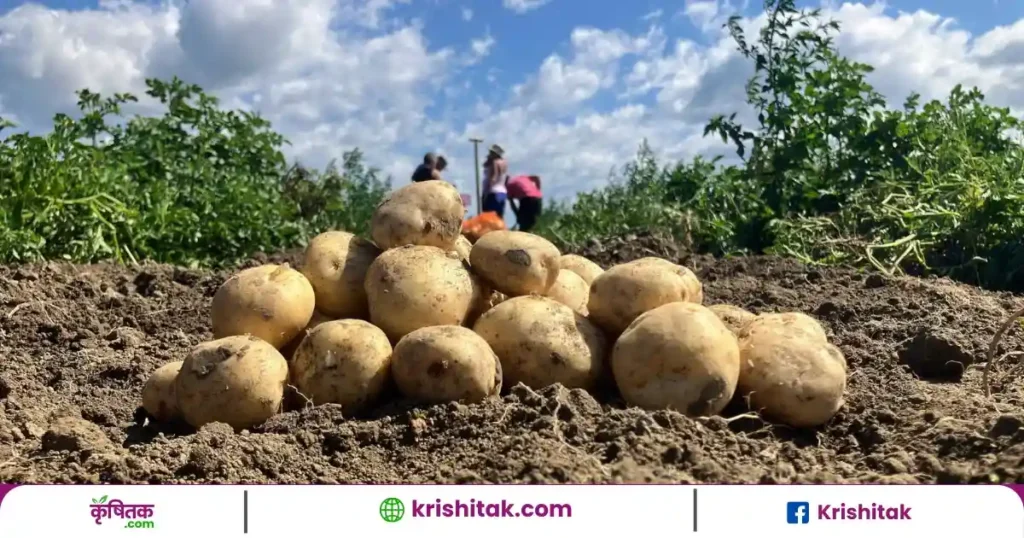 गजब है आलू की ये किस्म! 1 हेक्टेयर में 350 क्विंटल तक पैदावार, मुनाफा होगा तीन गुना