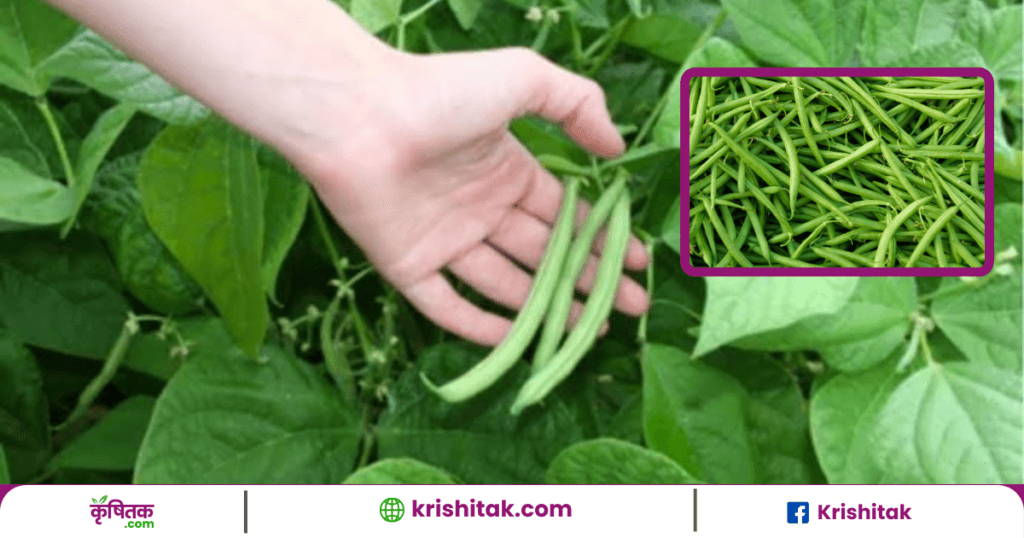 Beans Ki Kheti Tips