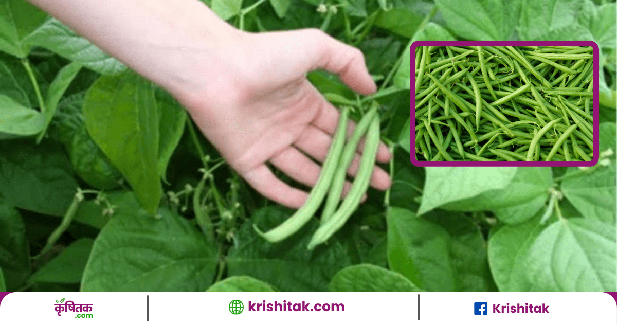 Beans Ki Kheti Tips