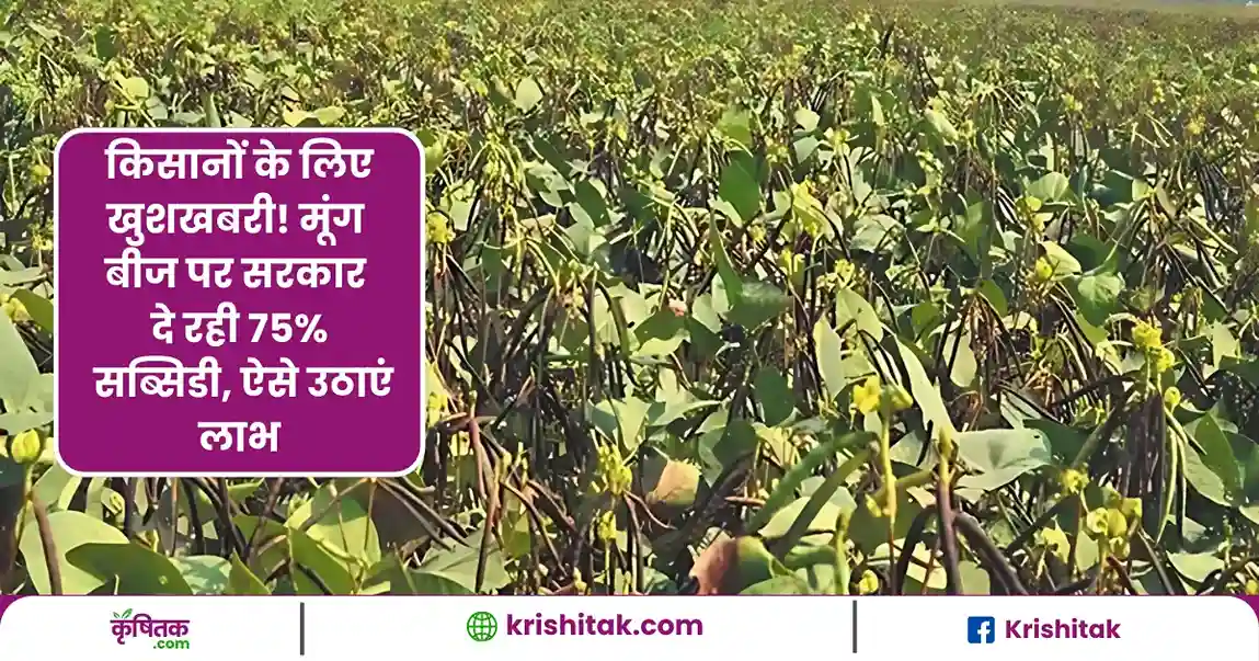 किसानों के लिए खुशखबरी! मूंग बीज पर सरकार दे रही 75% सब्सिडी, ऐसे उठाएं लाभ