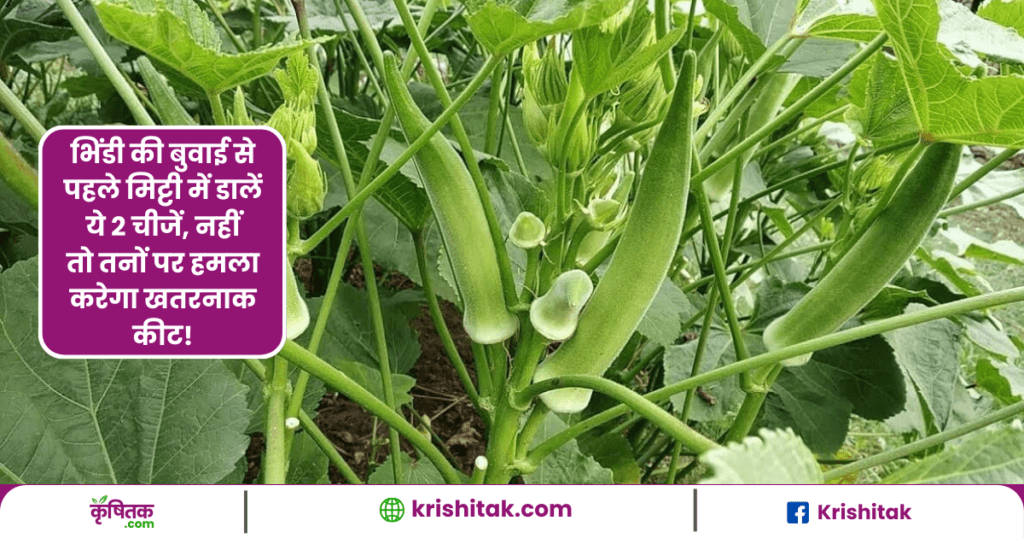 Okra Farming Tips