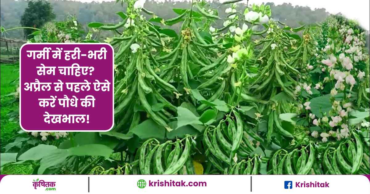 Sem Plant Care Tips in summer