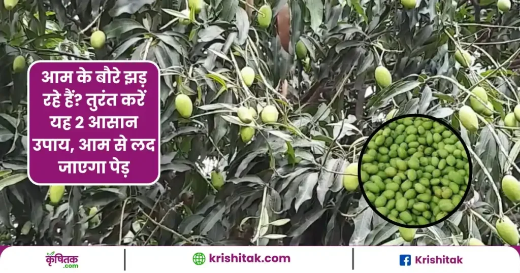 Mango Fruits Prevention Tips