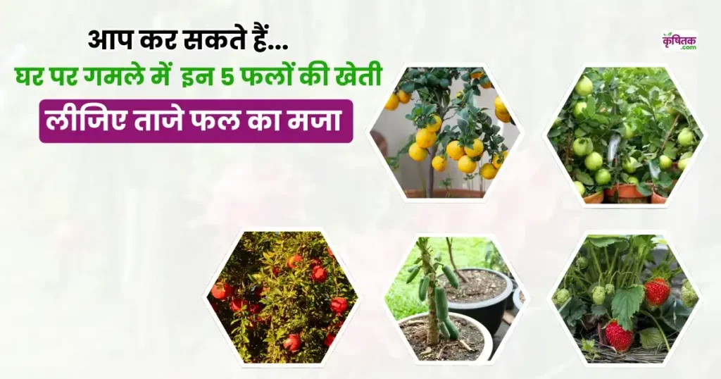 Which 5 fruits grow at home