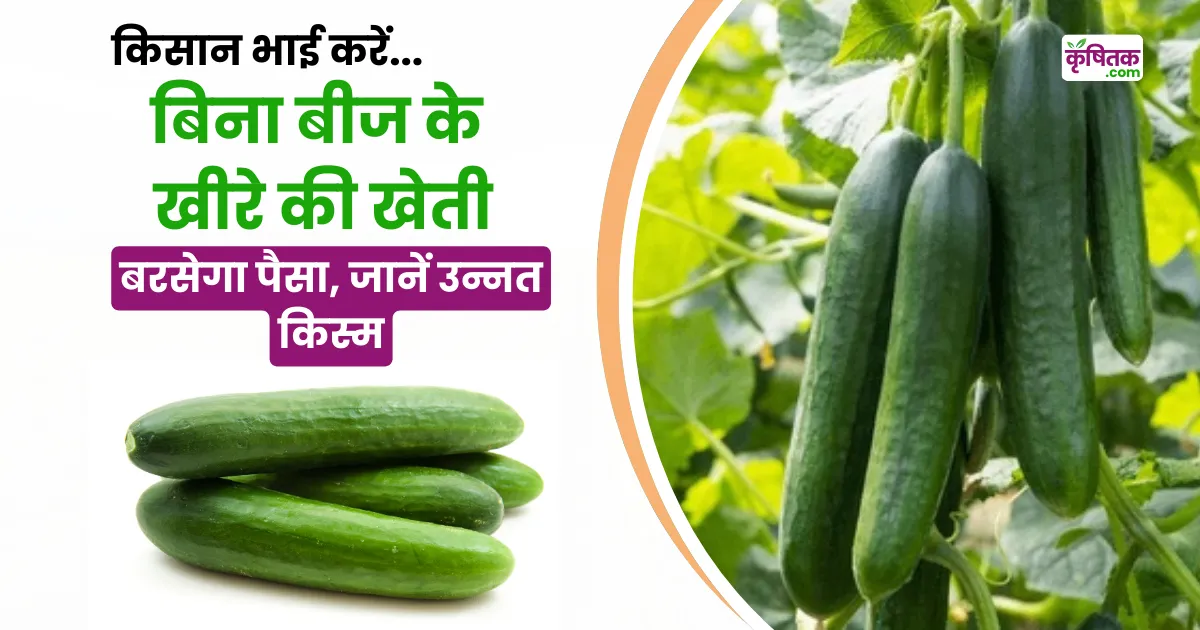 Seedless Cucumber Farming
