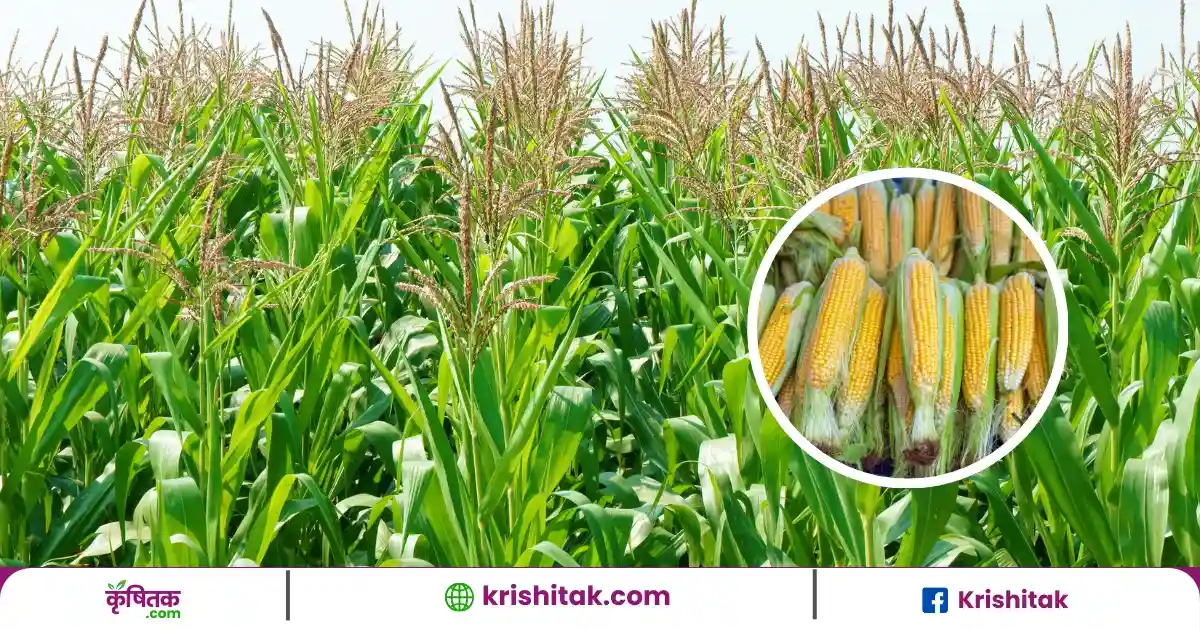 Up Government Aims To Double Maize Production