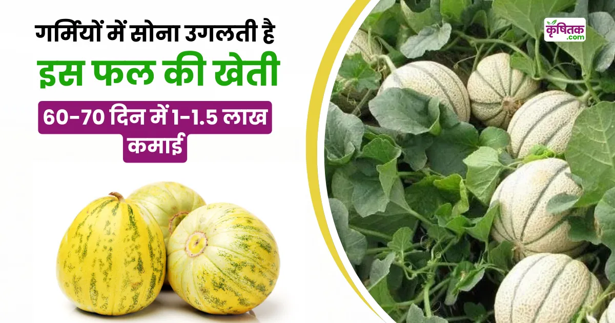 Muskmelon Farming
