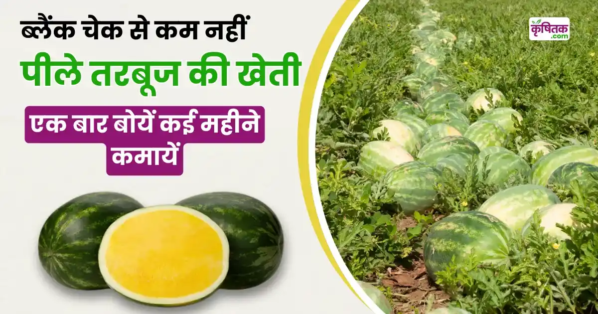 Yellow Watermelon Cultivation
