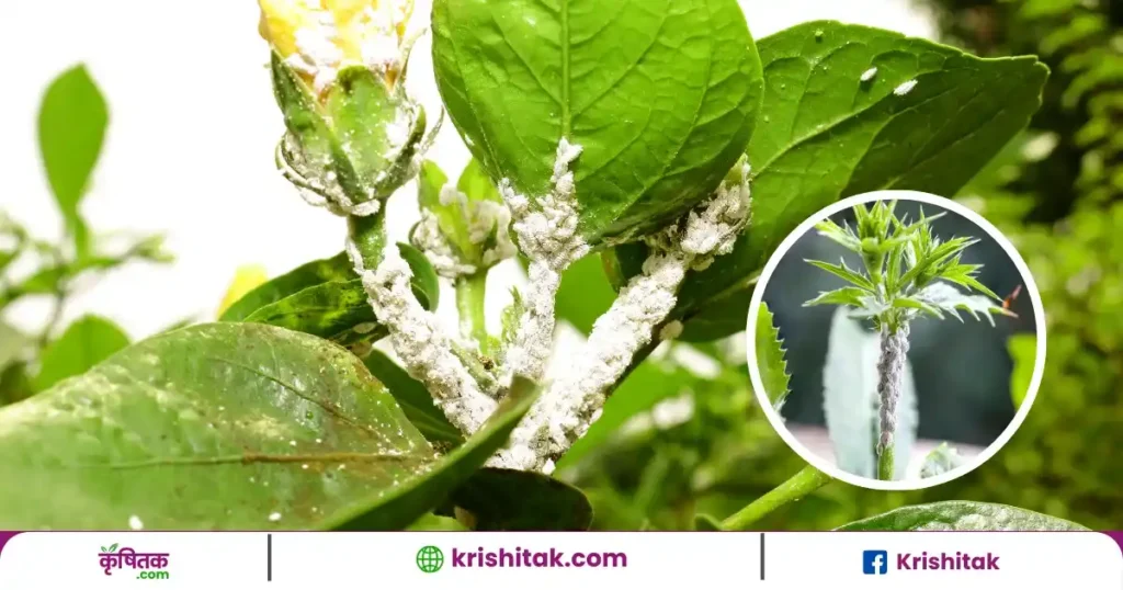 Mealybug ko Bhagane ke Upay